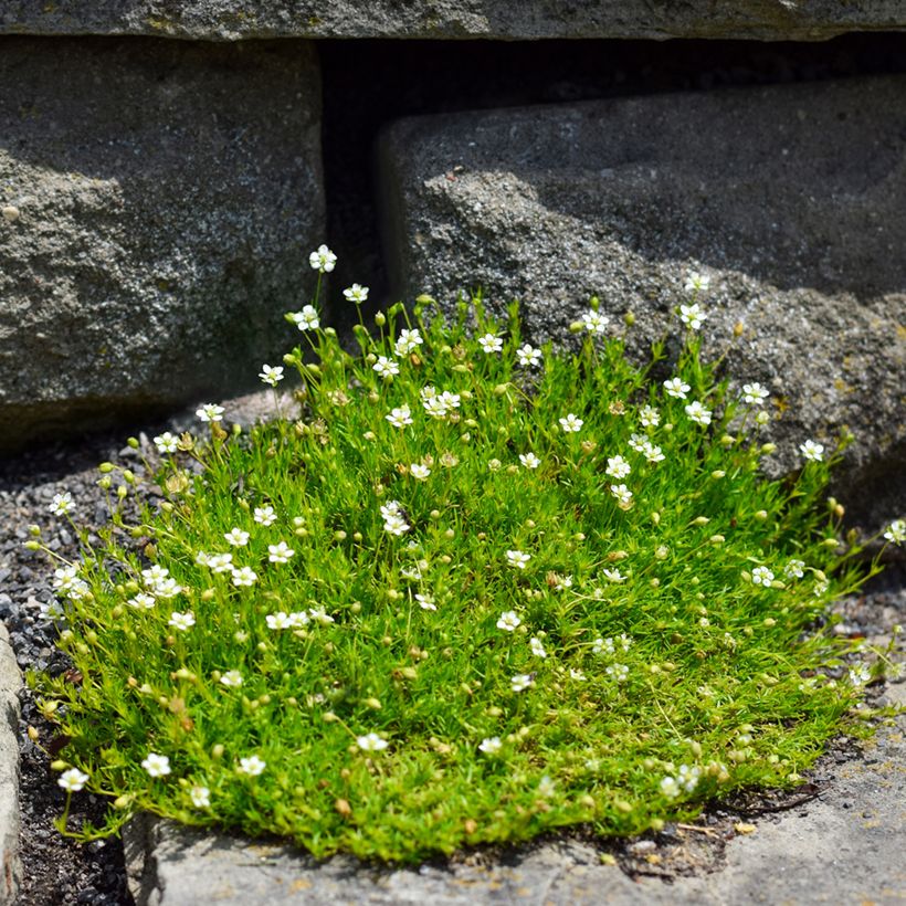 Sagina subulata (Hábito)