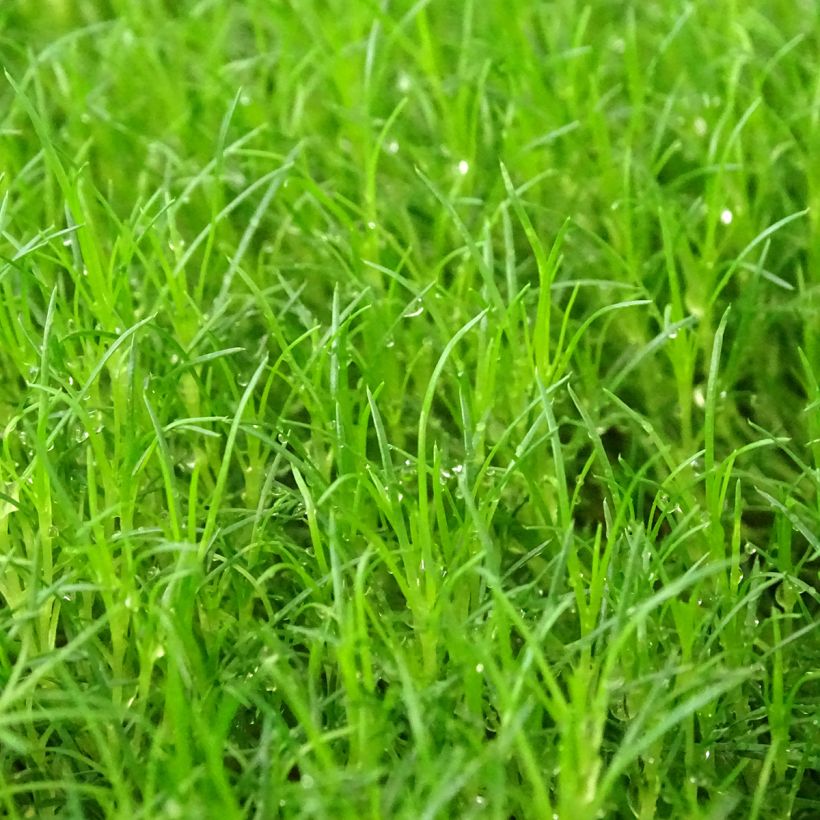 Sagina subulata Scottish Moss (Folhagem)