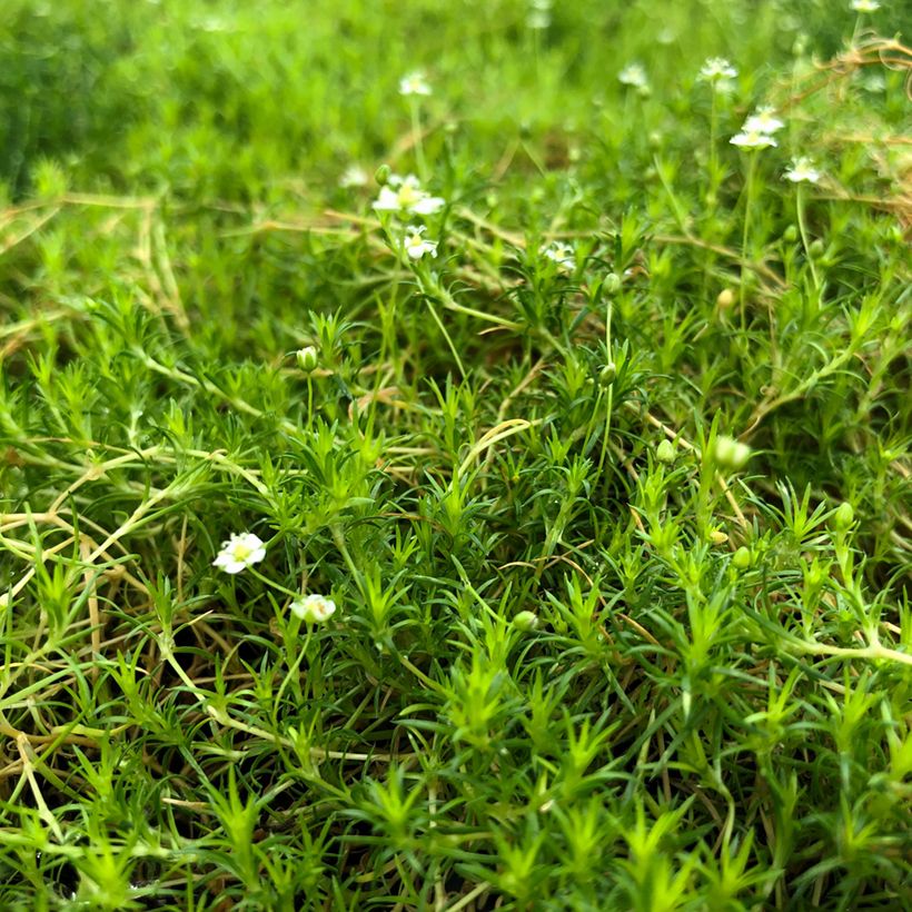 Sagina subulata Scottish Moss (Hábito)