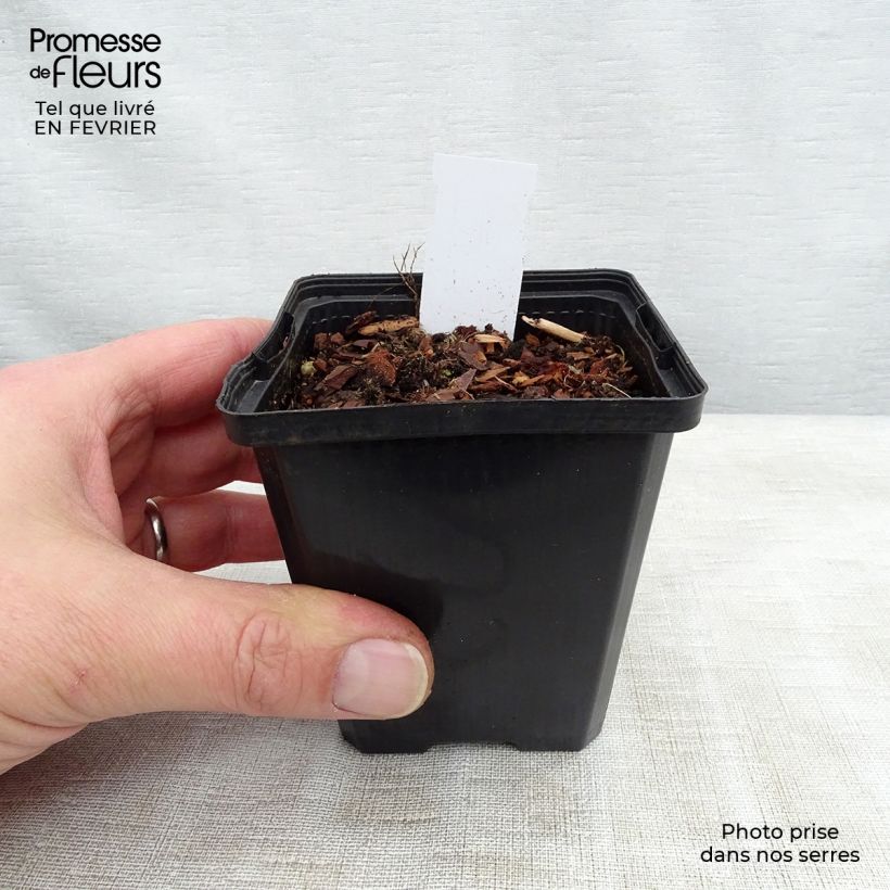 Amostra de Sagittaire - Sagittaria sagittifolia Flore Pleno Vaso de 8/9 cm tal como entregue no inverno