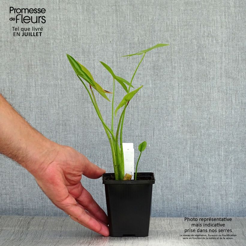 Amostra de Sagitária sagittifolia Flore Pleno Vaso de 8/9 cm tal como entregue no verão