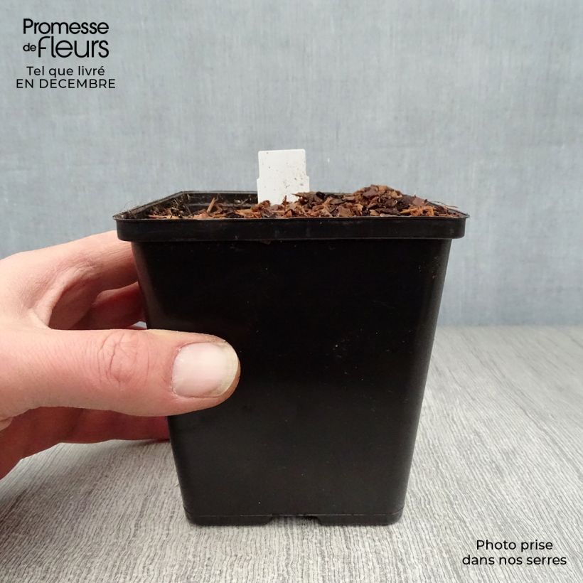 Amostra de Sagitária sagittifolia Vaso de 8/9 cm tal como entregue no inverno