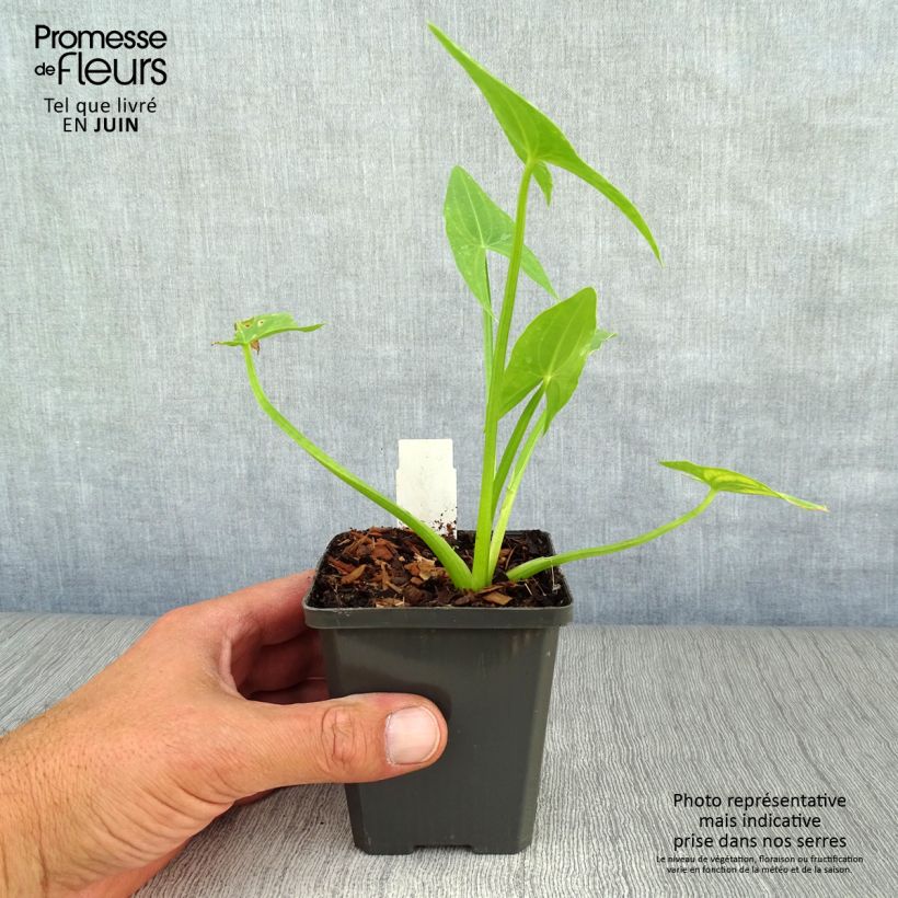 Amostra de Sagitária sagittifolia Vaso de 8/9 cm tal como entregue no verão