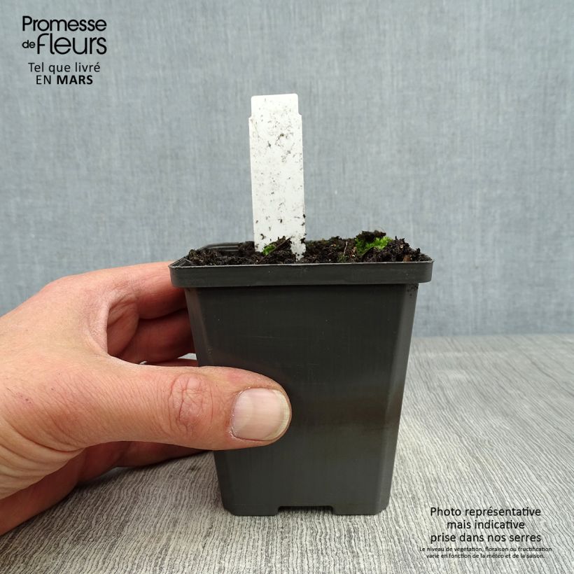 Amostra de Sagitária sagittifolia Vaso de 8/9 cm tal como entregue na primavera