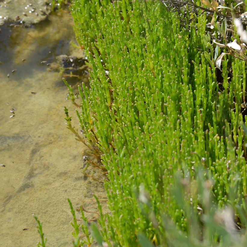 Salicórnia / Sal Verde (Hábito)