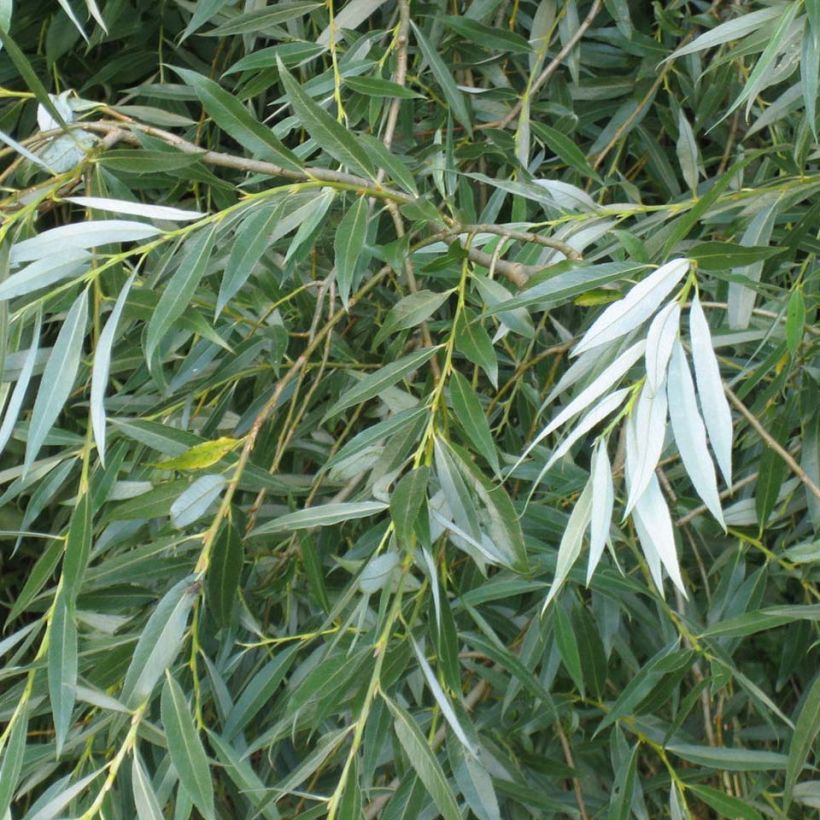 Salix alba - Salgueiro-branco (Folhagem)