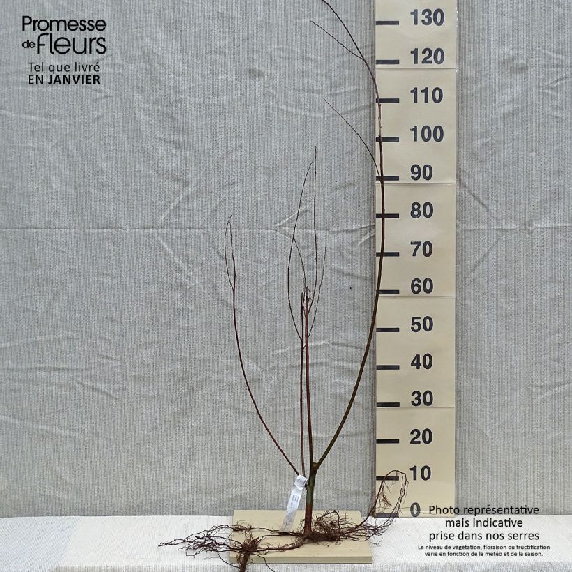 Amostra de Salix alba - Saule blanc, argenté Raízes nuas tal como entregue no inverno