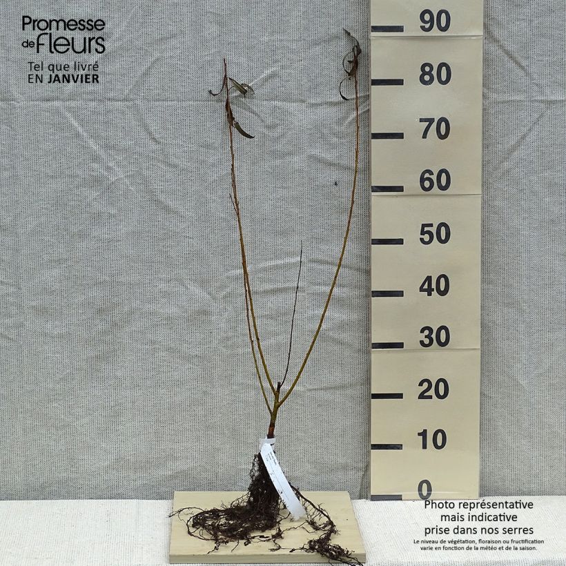 Amostra de Salix alba var. Vitellina - Salgueiro-branco Raízes nuas tal como entregue no inverno