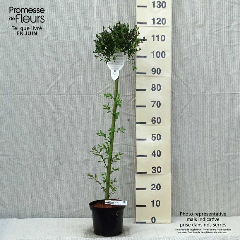 Amostra de Salix arctica Yalta - Salgueiro-ártico Vaso de 4 L/5 L, Haste tal como entregue na primavera