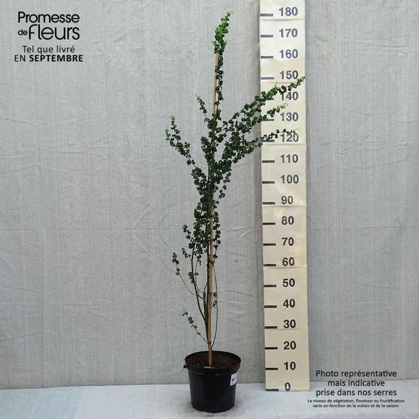 Amostra de Salix babylonica Crispa - Salgueiro-chorão Vaso de 7,5 L/10 L tal como entregue no verão