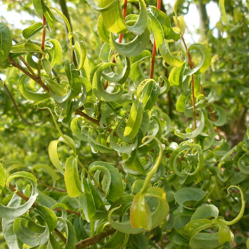 Borrazeira-negra Curly Locks - Salix caprea (Folhagem)