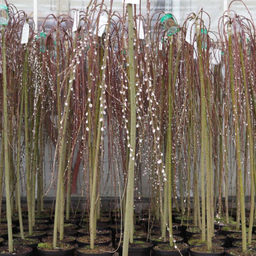 Borrazeira-negra Kilmarnock - Salix caprea (Hábito)