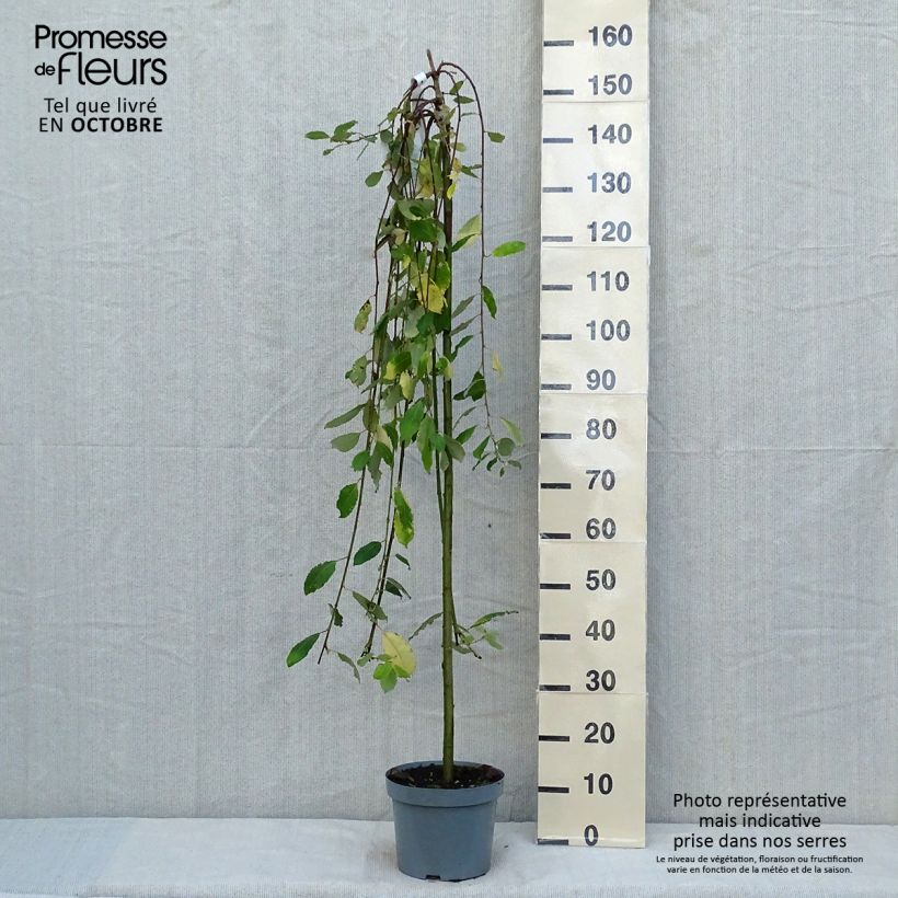 Amostra de Borrazeira-negra Kilmarnock - Salix caprea Vaso de 4 L/5 L, Haste tal como entregue no outono