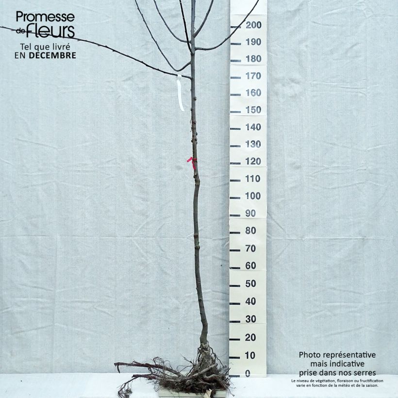Amostra de Salix caprea - Saule marsault Raízes nuas tal como entregue no inverno