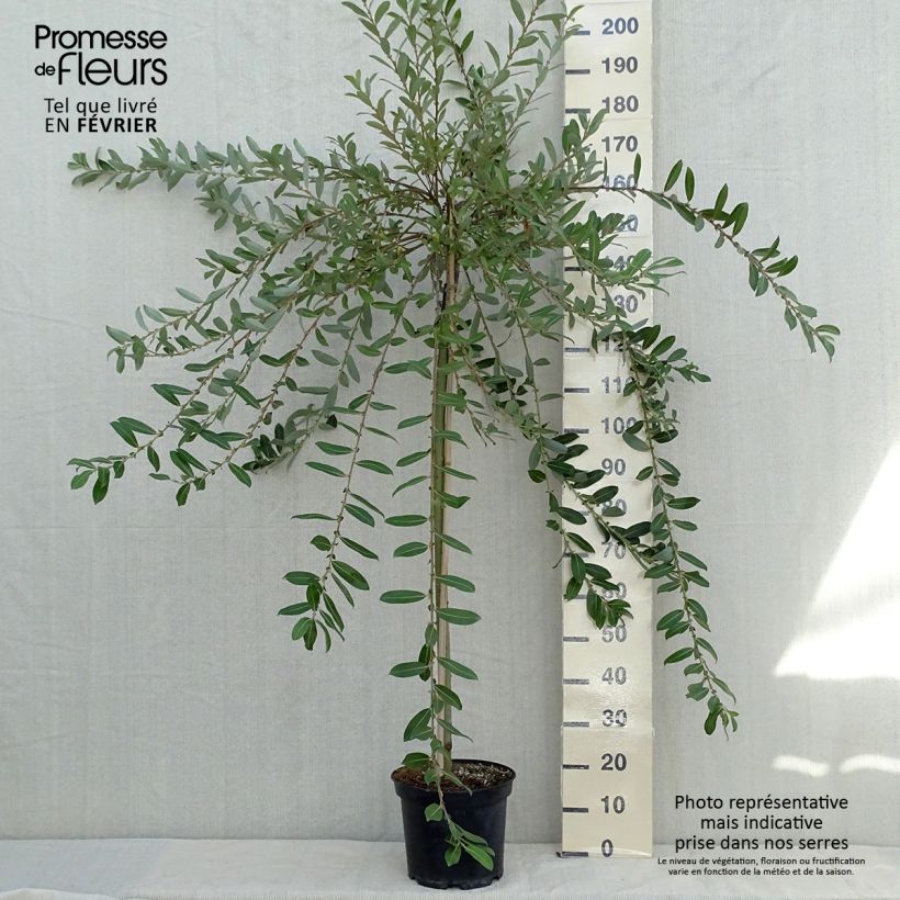 Amostra de Salix chaenomeloides Mount Aso - Salgueiro Vaso de 6 L/7 L, Haste tal como entregue no outono