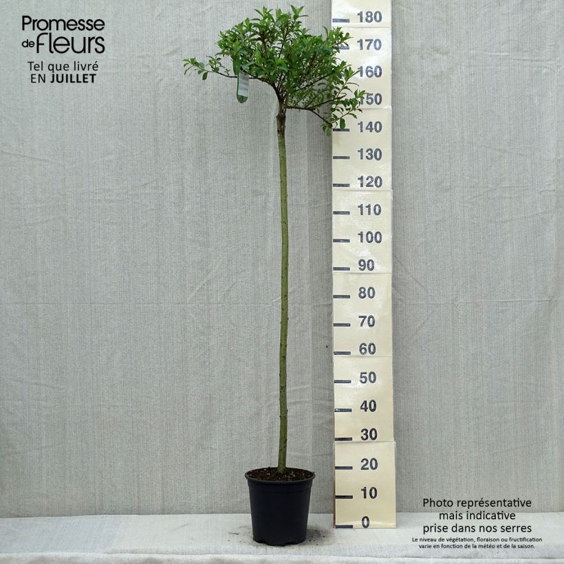 Amostra de Salix chaenomeloides Mount Aso - Salgueiro Vaso de 6 L/7 L, Haste tal como entregue no verão