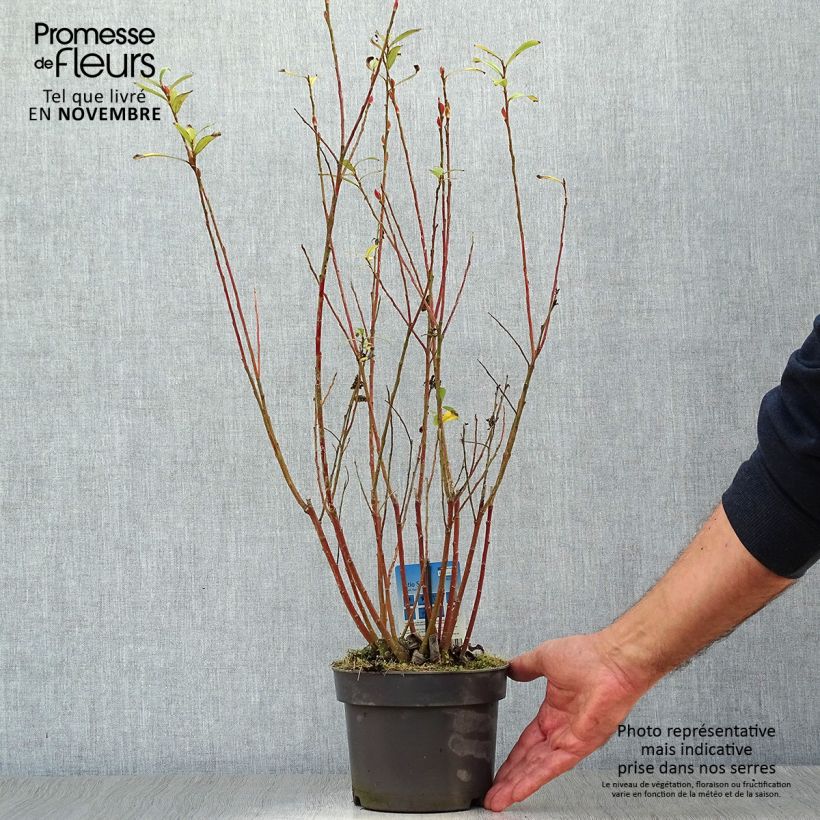 Amostra de Salix chaenomeloides Mount Aso - Salgueiro Vaso de 2 L/3 L tal como entregue no outono