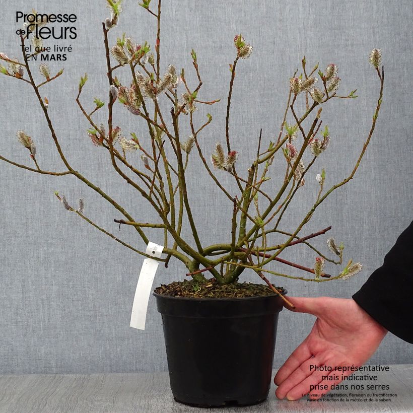 Amostra de Salix chaenomeloides Mount Aso - Salgueiro Vaso de 4 L/5 L tal como entregue no inverno