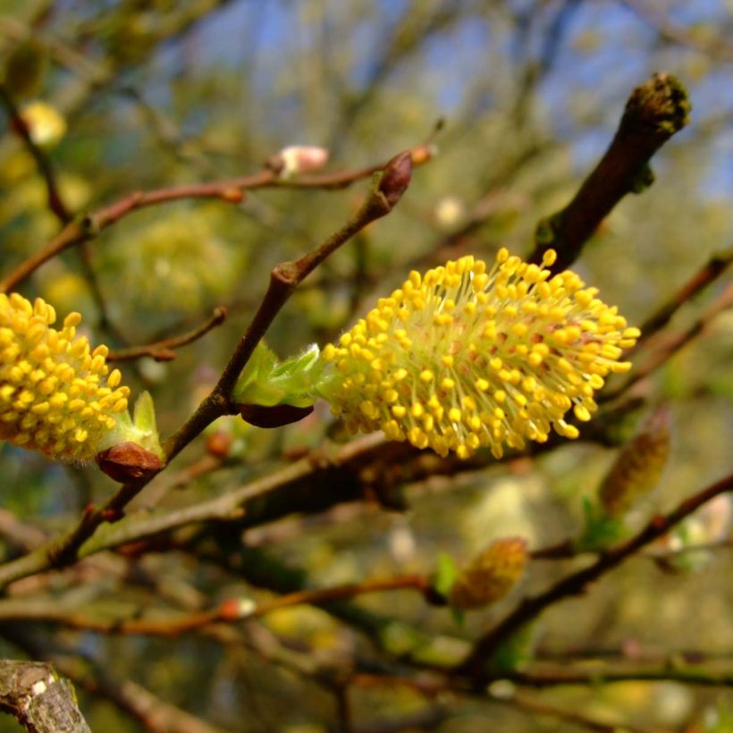 Salix cinerea - Salgueiro-cinzento (Floração)