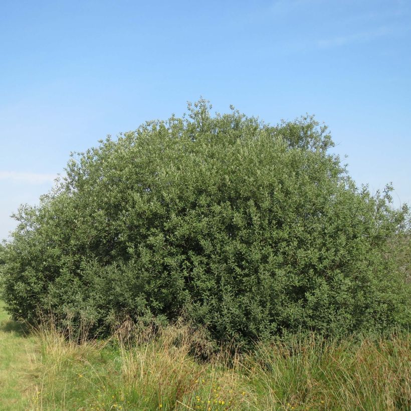 Salix cinerea - Salgueiro-cinzento (Hábito)