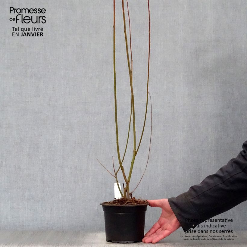 Amostra de Salix cinerea - Salgueiro-cinzento Vaso de 2 L/3 L tal como entregue no inverno