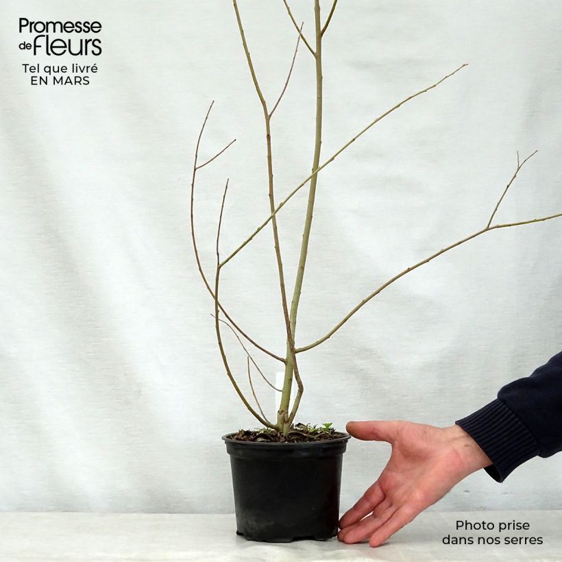 Amostra de Salix cinerea - Salgueiro-cinzento Vaso de 2 L/3 L tal como entregue na primavera