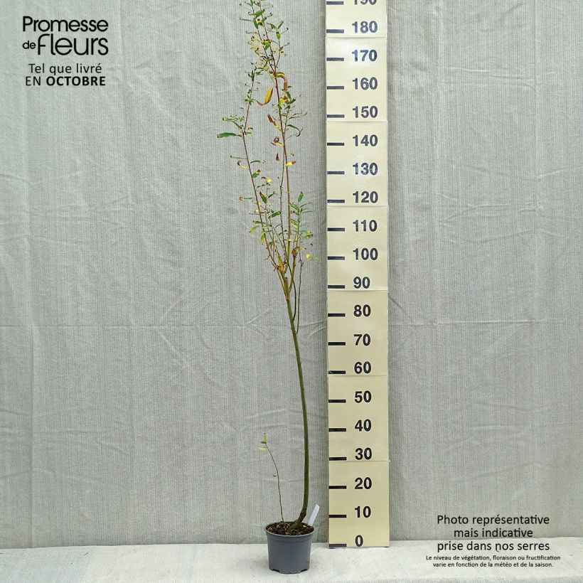 Amostra de Salix cinerea - Salgueiro-cinzento Vaso de 2 L/3 L tal como entregue no outono