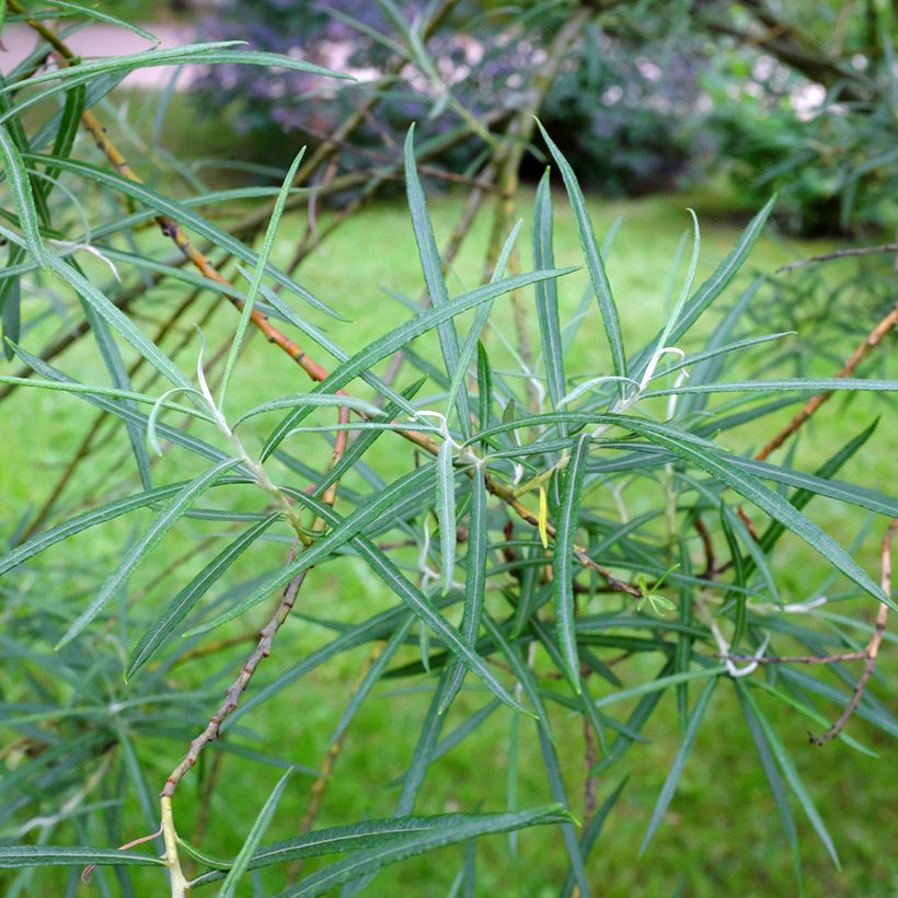 Salix elaeagnos Angustifolia - Salgueiro (Folhagem)