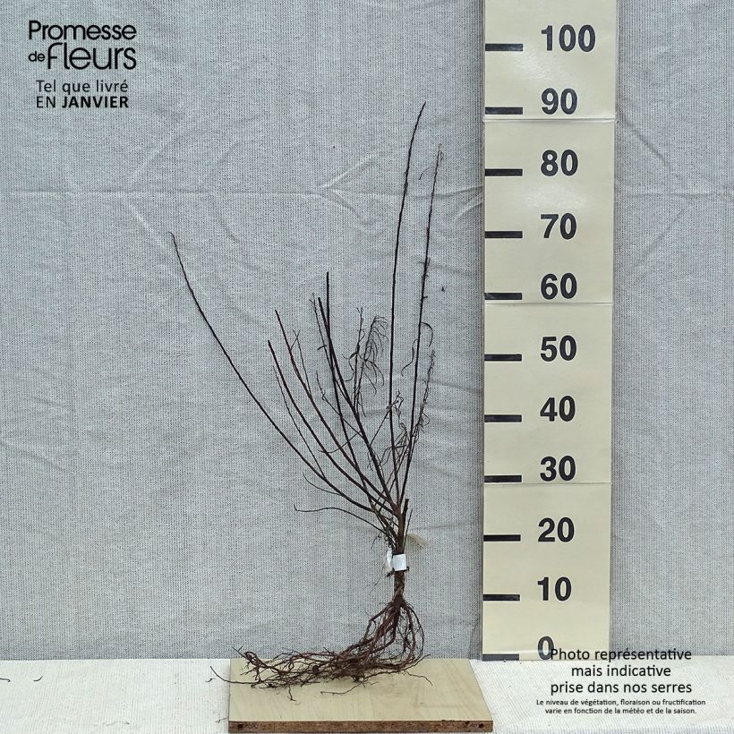 Amostra de Salix elaeagnos Angustifolia - Salgueiro Raízes nuas tal como entregue no inverno