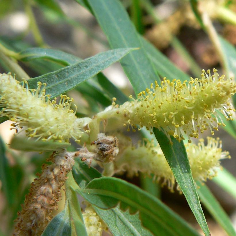 Salix exigua - Salgueiro (Floração)