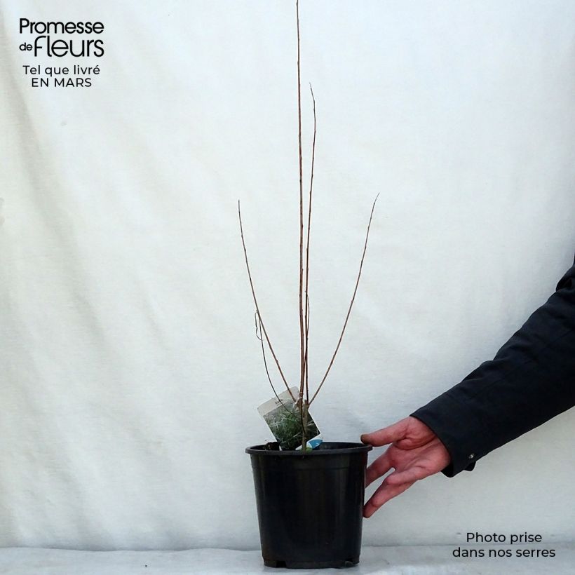 Amostra de Salix exigua - Salgueiro Vaso de 3 L/4 L tal como entregue na primavera