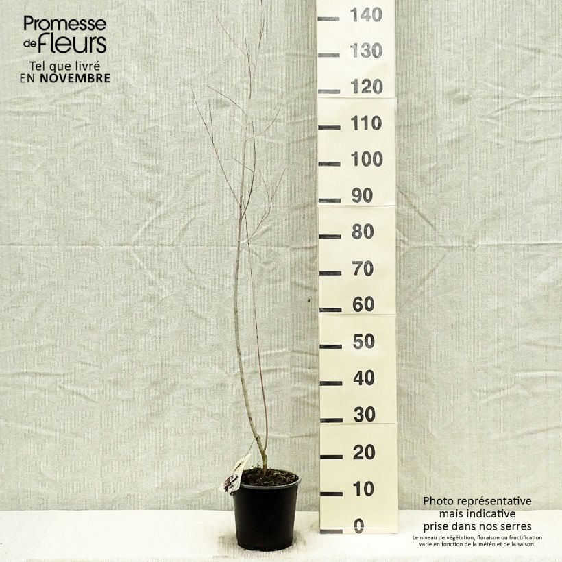 Amostra de Salix exigua - Salgueiro Vaso de 3 L/4 L tal como entregue no outono