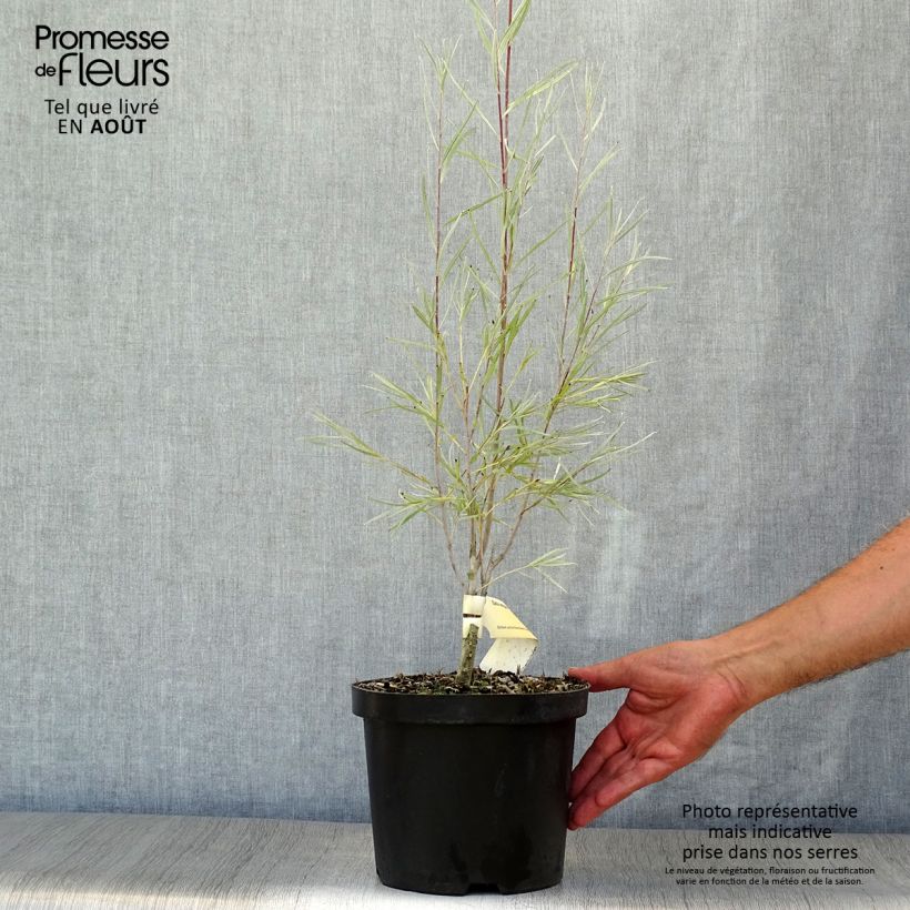 Amostra de Salix exigua - Salgueiro Vaso de 3 L/4 L tal como entregue no verão