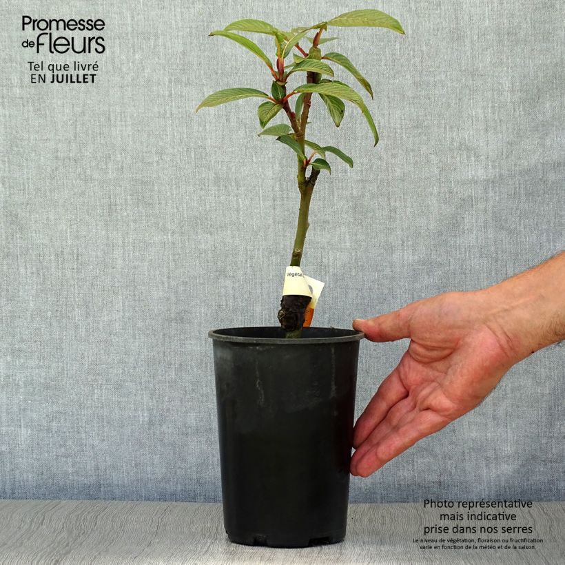 Amostra de Salix fargesii - Salgueiro Vaso de 4 L/5 L tal como entregue no verão