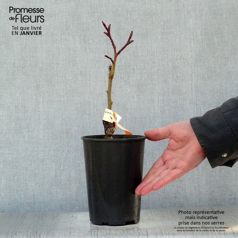 Amostra de Salix fargesii - Salgueiro Vaso de 4 L/5 L tal como entregue no inverno