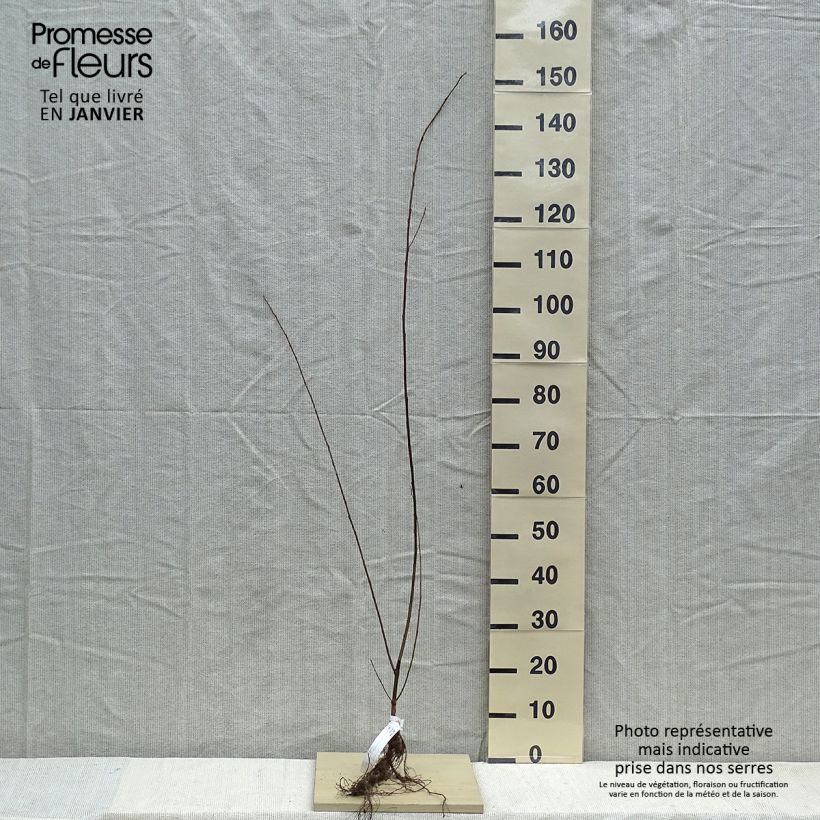 Amostra de Salix fragilis - Saule fragile Raízes nuas tal como entregue no inverno