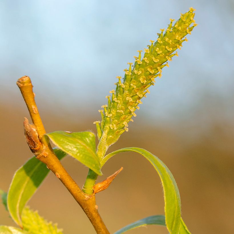 Salix fragilis - Salgueiro-frágil (Floração)