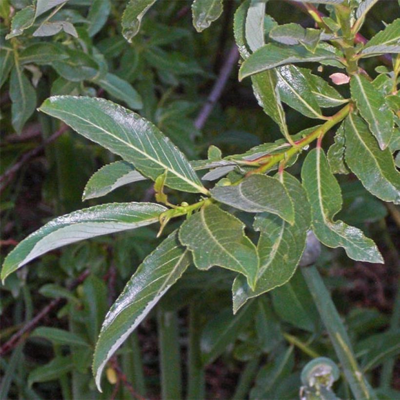 Salix gracilistyla - Salgueiro (Folhagem)