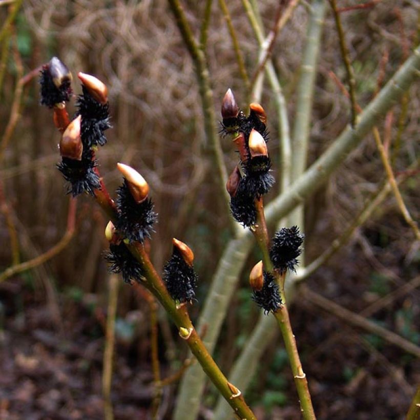 Salix gracilistyla - Salgueiro (Floração)