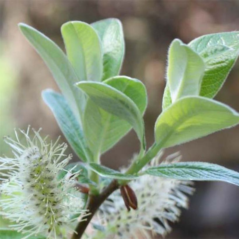 Salix helvetica - Salgueiro (Folhagem)