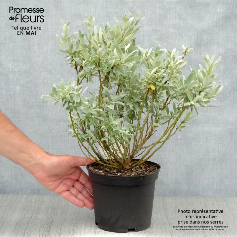 Amostra de Salix helvetica - Salgueiro Vaso de 2 L/3 L tal como entregue na primavera