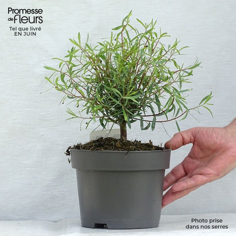 Amostra de Salgueiro-roxo Nana - Salix purpurea Vaso de 2 L/3 L tal como entregue no verão