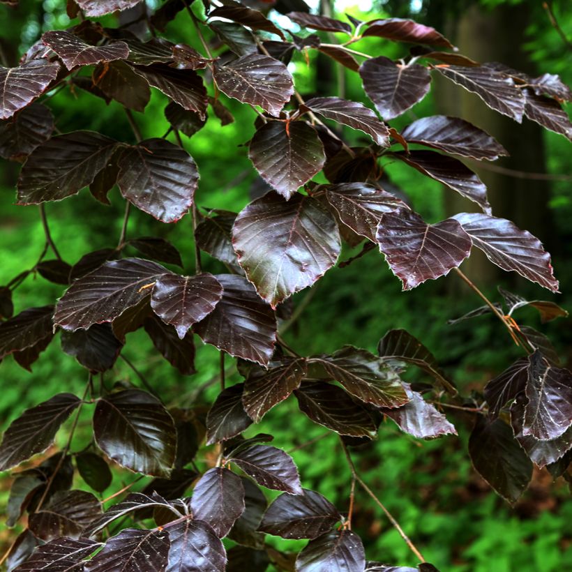 Salgueiro-roxo Nana - Salix purpurea (Folhagem)