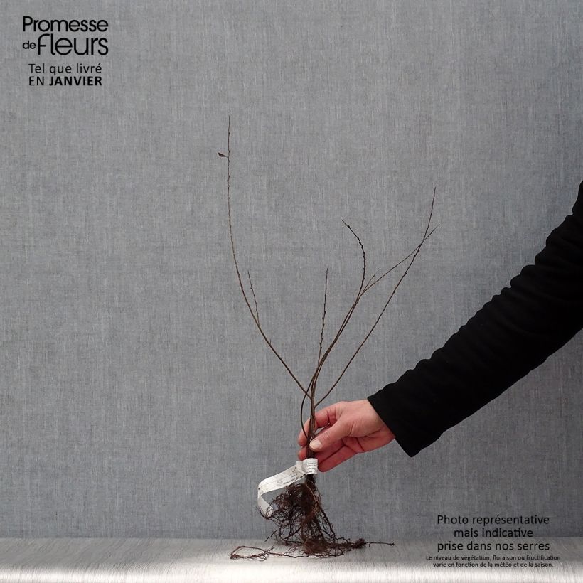 Amostra de Salix repens Nitida - Saule rampant  Raízes nuas tal como entregue no inverno