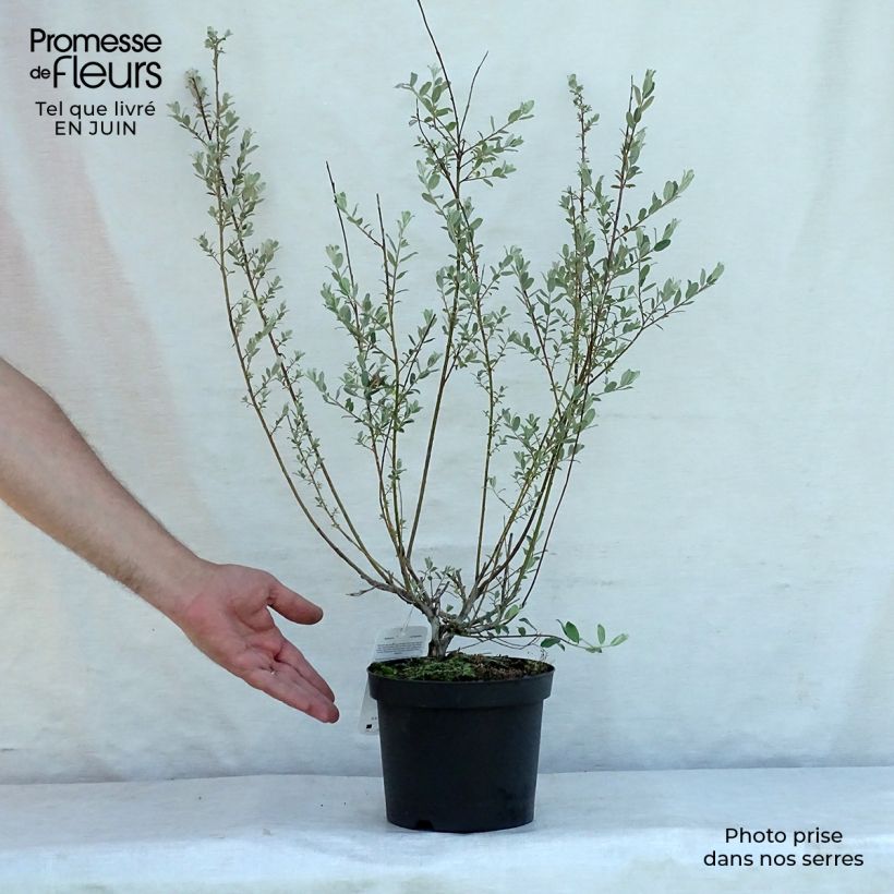 Amostra de Salgueiro-rasteiro - Salix repens Vaso de 2 L/3 L tal como entregue no verão