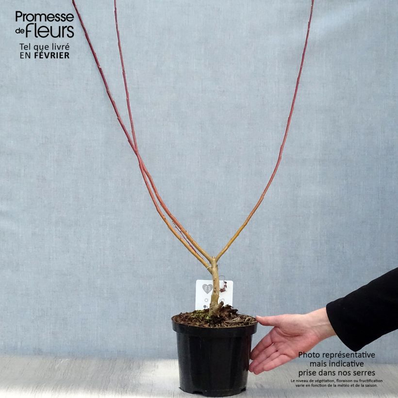 Amostra de Salix sachalinensis Sekka - Saule de Sakhaline  Vaso de 3 L/4 L tal como entregue no inverno