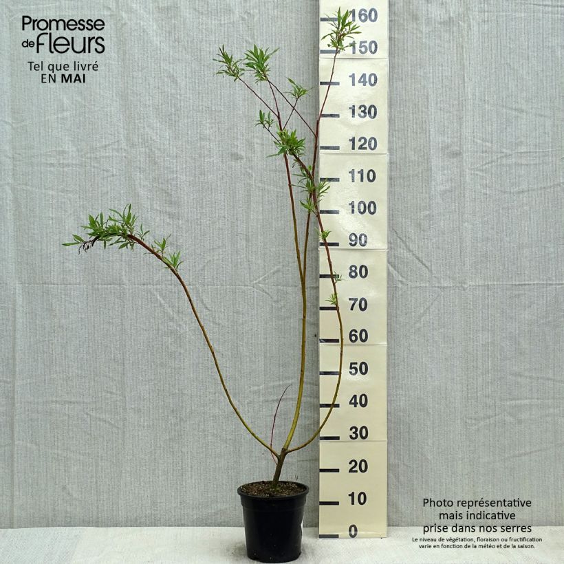 Amostra de Salix sachalinensis Sekka - Salgueiro Vaso de 3 L/4 L tal como entregue na primavera