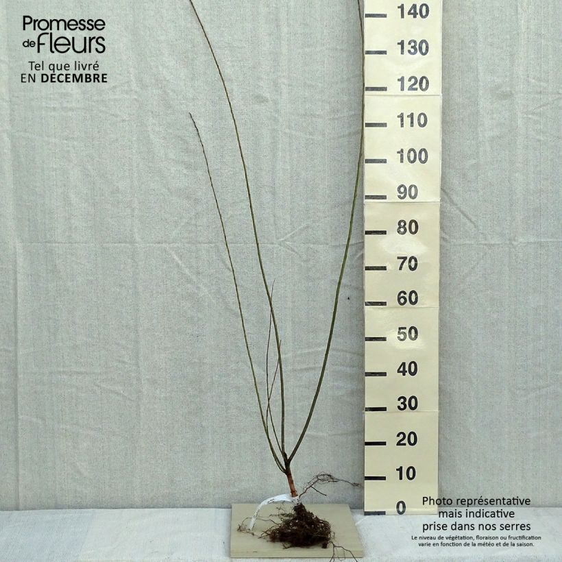 Amostra de Salgueiro-com-folhas-de-amendoeira - Salix triandra Raízes nuas tal como entregue no inverno