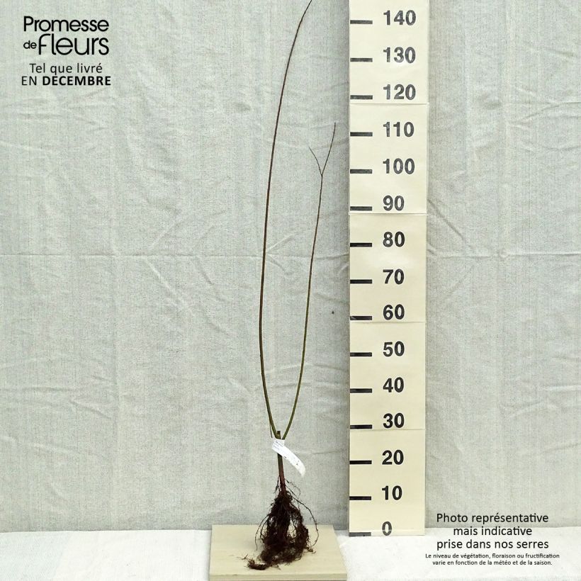 Amostra de Salix viminalis - Vimeiro Raízes nuas tal como entregue no inverno