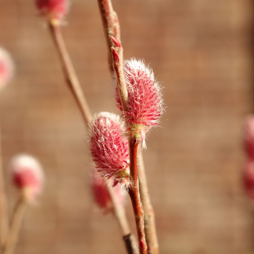 Salix chaenomeloides Mount Aso - Salgueiro (Floração)